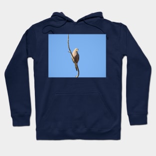 Mourning Dove, birds, wildlife, nature, gifts Hoodie